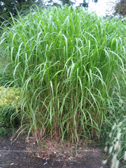 Variant-3 Liter Topf